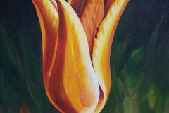 1-orange-tulp-Ziad-032