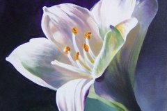 1-witte-bloem-Ziad-030