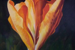 1oranje-krokus-Ziad-025