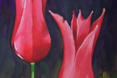 2-rode-tulpen-Ziad-033