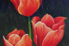3-rode-tulpen-Ziad-026
